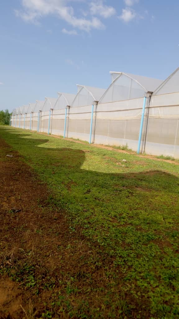 the greenhouse site